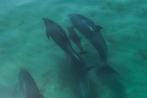 Um par de golfinhos nada nas águas azuis da Reserva da Biosfera da UNESCO da Arrábida com a sua cria.
