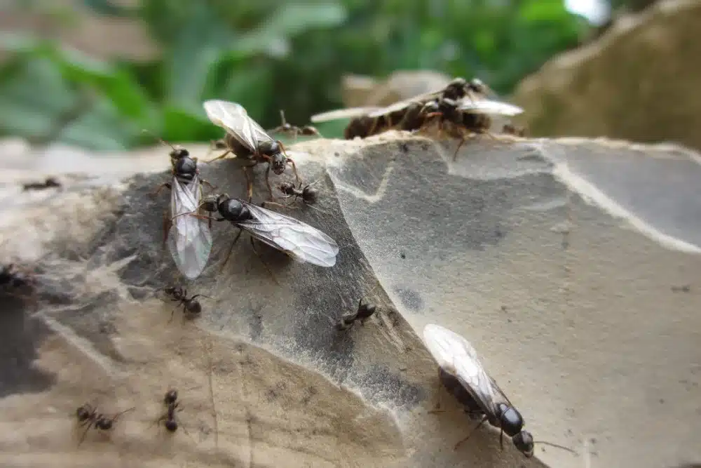 Centenas de formigas voadoras? “É um fenômeno natural, não entre em pânico”