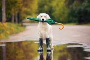 O que significa a porcentagem de previsão de chuva em uma aplicação ...