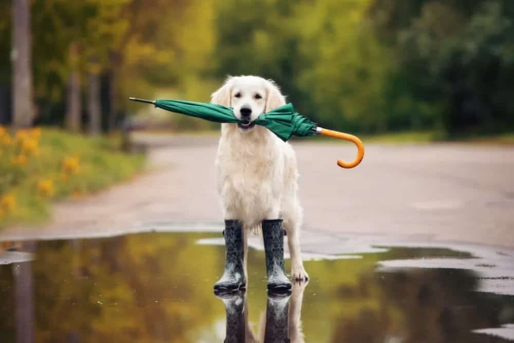 O que significa a porcentagem de previsão de chuva em uma aplicação meteorológica