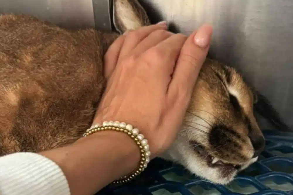 Fim trágico para chatos: o lince do deserto que pensava que era um gato