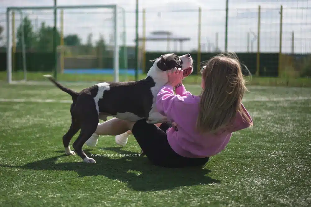 O seguro não pagará € 11.500 de indenização por mordidas de cachorro