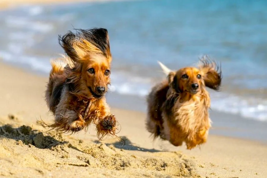 Posso levar o cachorro para a praia? Veja onde é permitido em Portugal e as regras a seguir