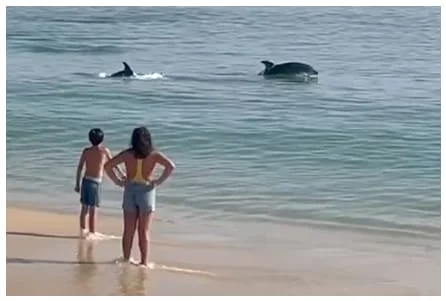 Due bambini stanno su una spiaggia sabbiosa in Portogallo, guardando due delfini nuotare vicino alla riva nelle calme acque dell