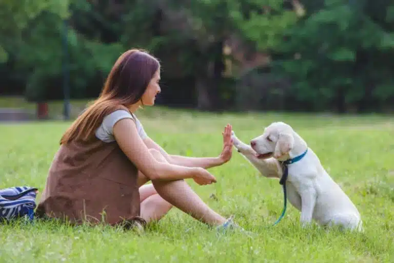Leve seu cachorro para passear em Portugal sem infringir a lei