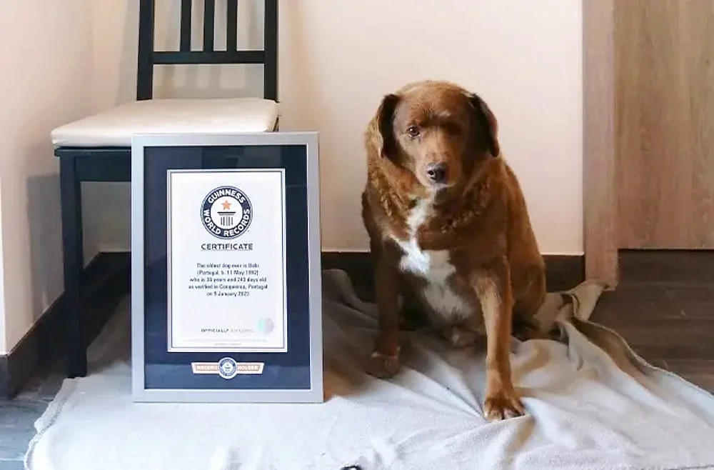 O cão mais velho do mundo vive em Portugal