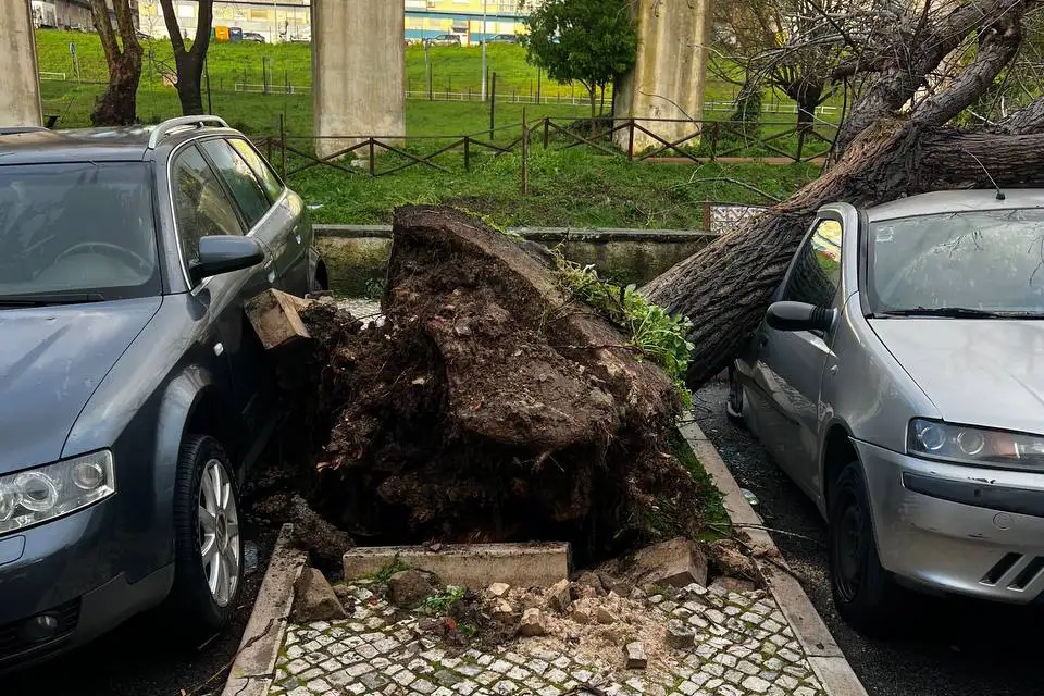 Quem responde pelos danos quando uma árvore cai sobre seu carro?