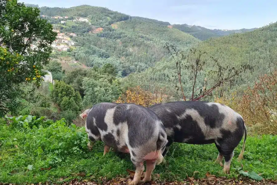 Em Coimbra existe a Quinta do Zorro: Uma Quinta Dedicada a Salvar Animais da Extinção