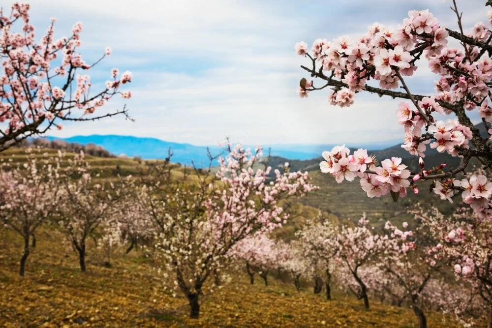 Amendoeiras em flor são uma festa em Portugal