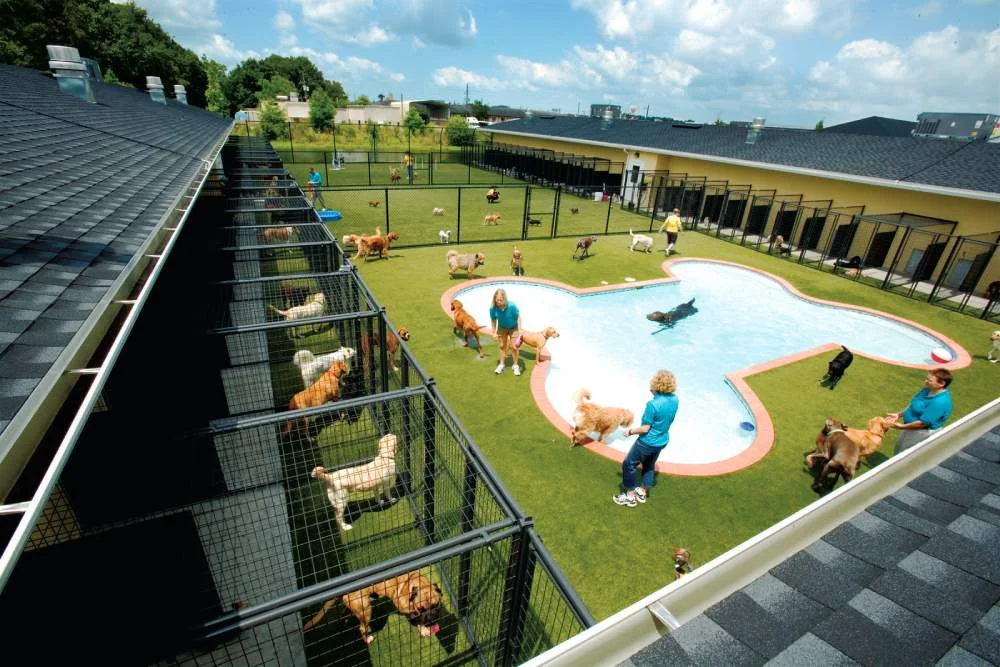 Canis para Dogs & Co em Portugal estão quase esgotados para as férias